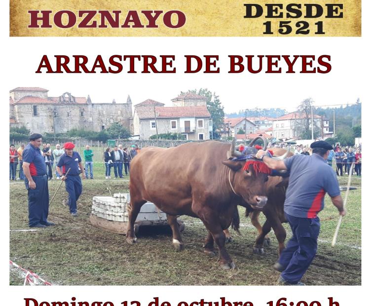 Arrastre de bueyes. Domingo 13 de octubre a las 16:00 horas. Prado del Convento en Hoznayo.
